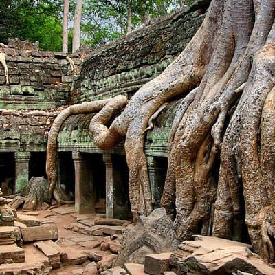 Ta Prohm Tree Temple